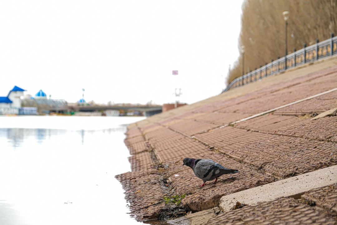 Уровень воды в реке Есиль в Астане не выше нормы - фото 12