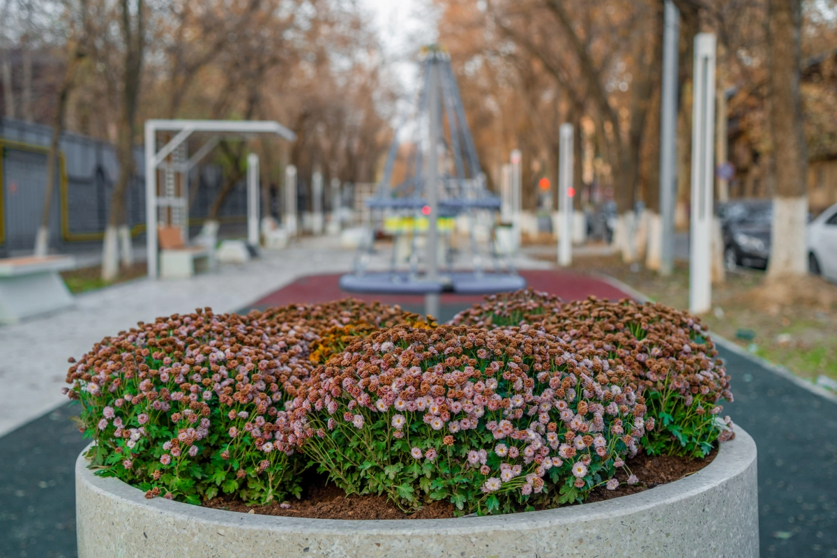 Осень в Шымкенте — время, когда город наполняется золотыми красками - фото 9