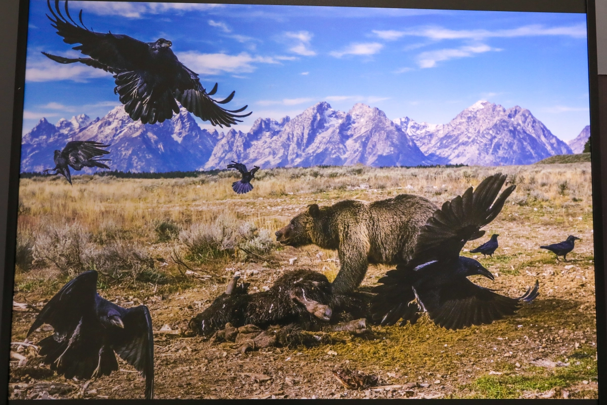 В Национальном музее РК открылась выставка журнала «National Geographic» - фото 21